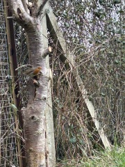 What have you done in the garden today? Part 8