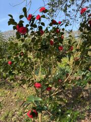 Year round Nigel Slater discussion thread - Part 3