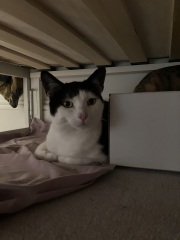 Wanna see our new cats…?