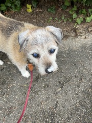 Lost our gorgeous girl on Friday