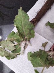 Can anyone identify these plants before my son tries to eat them?