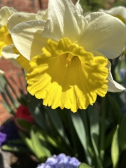 What have you done in the garden today? Part 8