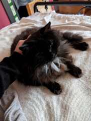 Carry On Catting - the Excellent Cats do what they do best