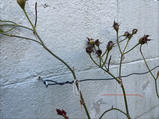 What am I doing with these bits of my rose plant?