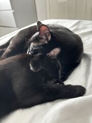 Cats with thumbs!