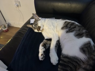 What random nicknames do you have for your pets?
