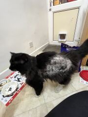 Neglected? cat