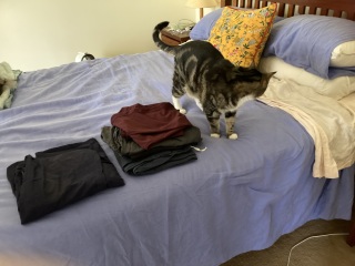 Carry On Catting - the Excellent Cats do what they do best