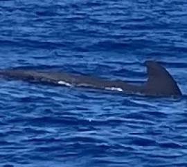 The Great Cancer Recovery part 5