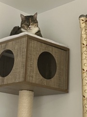 Carry On Catting - the Excellent Cats do what they do best