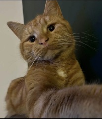What random nicknames do you have for your pets?