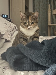 Carry On Catting - the Excellent Cats do what they do best