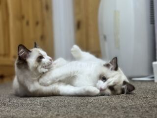 Thanks for the cat photos!