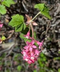 Year round Nigel Slater discussion thread - Part 3