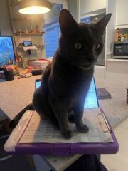 Thanks for the cat photos!