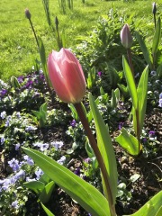 Tulip bulbs - plant BEFORE or AFTER the first frost?