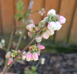 What have you done in the garden today? Part 8