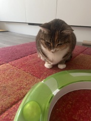 Carry On Catting - the Excellent Cats do what they do best