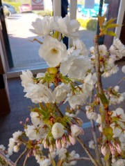 What have you done in the garden today? Part 8