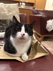 Carry On Catting - the Excellent Cats do what they do best