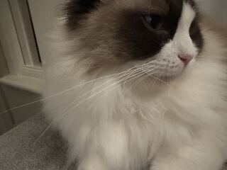 Curled/Bent Whiskers?