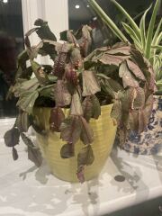 Very unhappy Christmas cactus can anyone help??