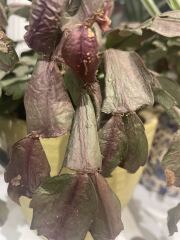 Very unhappy Christmas cactus can anyone help??