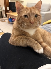 Thanks for the cat photos!