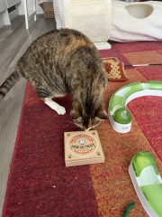 Carry On Catting - the Excellent Cats do what they do best