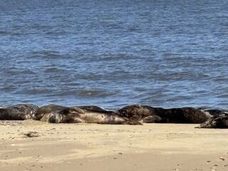 Things to do/see in Norfolk