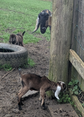 Year round Nigel Slater discussion thread - Part 3