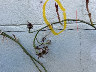 What am I doing with these bits of my rose plant?