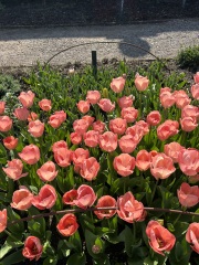 What have you done in the garden today? Part 8