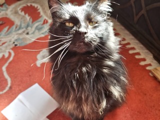 Carry On Catting - the Excellent Cats do what they do best