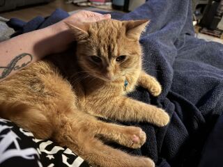 Carry On Catting - the Excellent Cats do what they do best