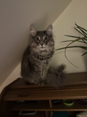 Carry On Catting - the Excellent Cats do what they do best