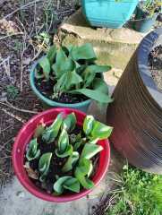 Tulip bulbs - plant BEFORE or AFTER the first frost?