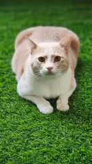 Cats in Dubai - request for help if you can!