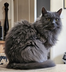 Show me your old cats.