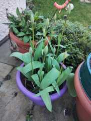 Tulip bulbs - plant BEFORE or AFTER the first frost?