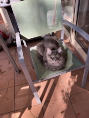 Carry On Catting - the Excellent Cats do what they do best