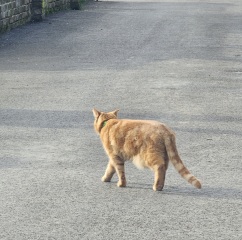 Carry On Catting - the Excellent Cats do what they do best