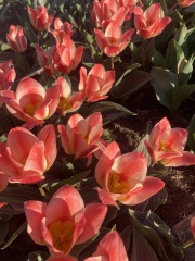 Year round Nigel Slater discussion thread - Part 3