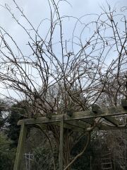 Fan apple trees & wisteria