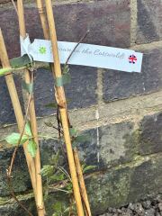 Tell me if this clematis I’ve planted looks right