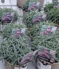 The Bluestocking Inn, cocktails and cocoa and all