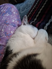 Show me your old cats.
