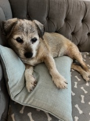 Lost our gorgeous girl on Friday