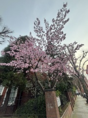 Where’s the best place in London to see cherry tree blossom today ?