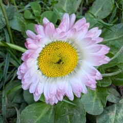 What have you done in the garden today? Part 8